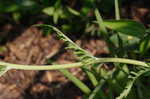 Small's ragwort